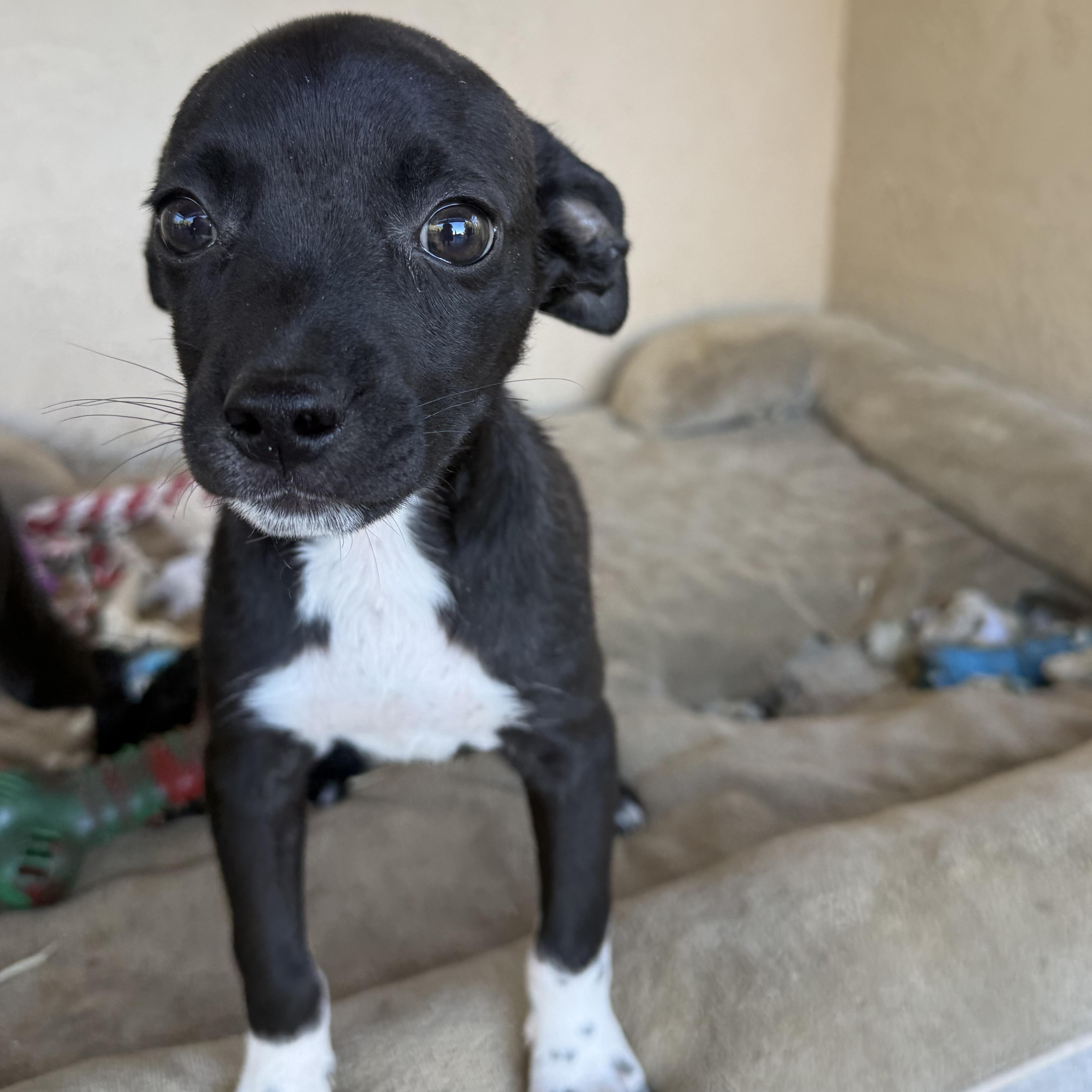 Hawker (Jetset Litter), Adoptable, Puppy Male Pug.