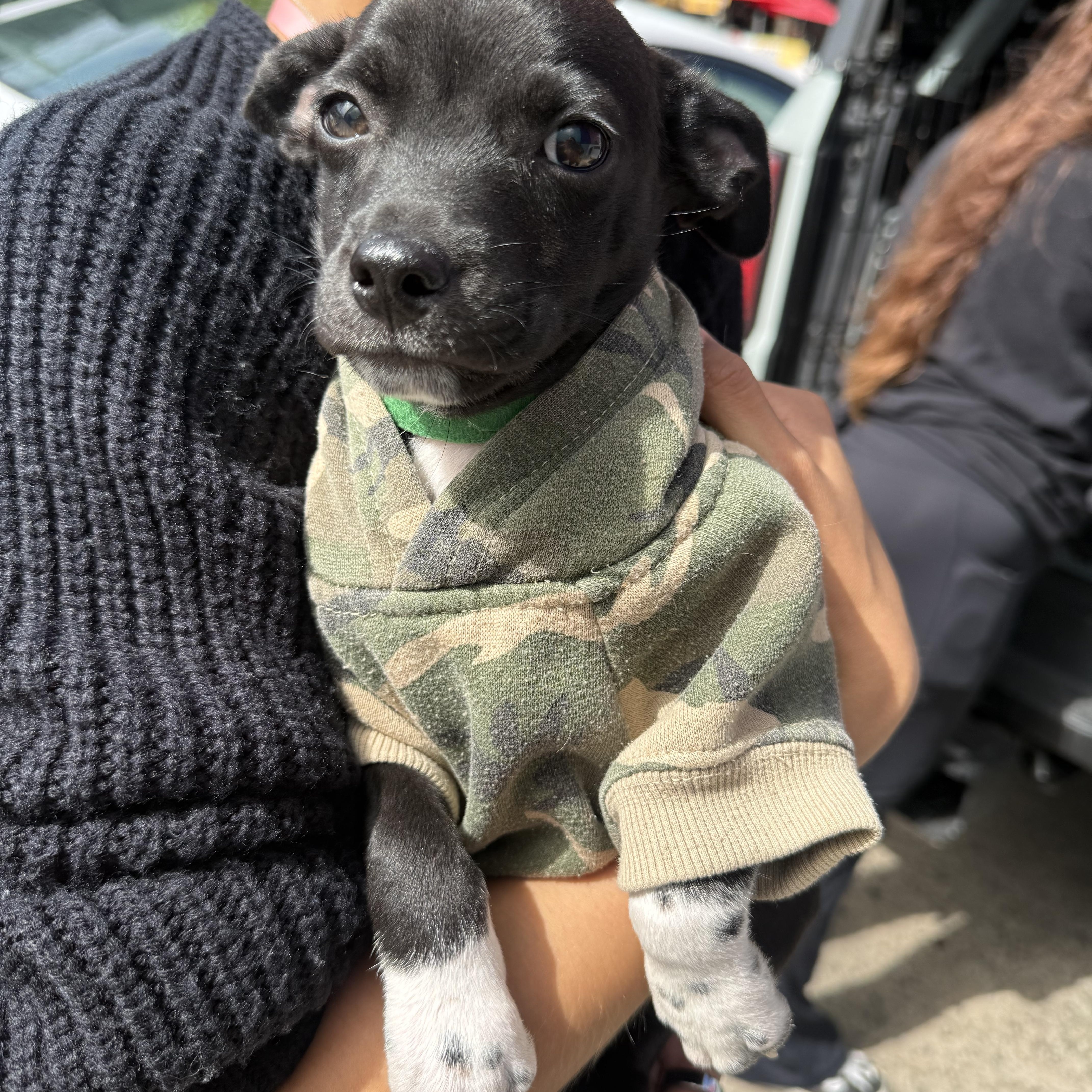 Enlarge Hawker (Jetset Litter), a Adoptable mixed breed in San Diego, CA image 3/3