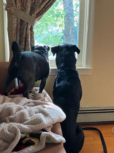 Enlarge Archer, a Adopted Rottweiler in Hillsboro, NH image 1/3