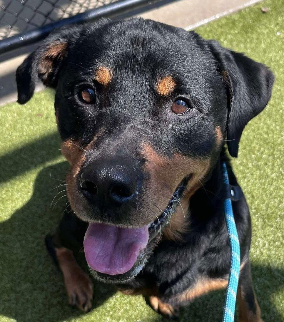 Enlarge Archer, a Adopted Rottweiler in Hillsboro, NH image 2/3