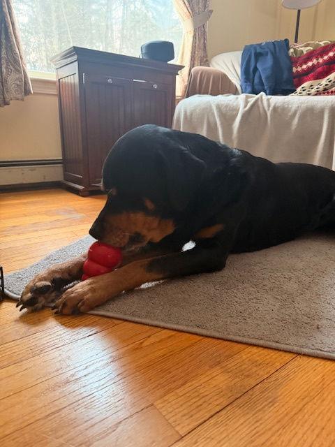 Enlarge Archer, a Adopted Rottweiler in Hillsboro, NH image 3/3