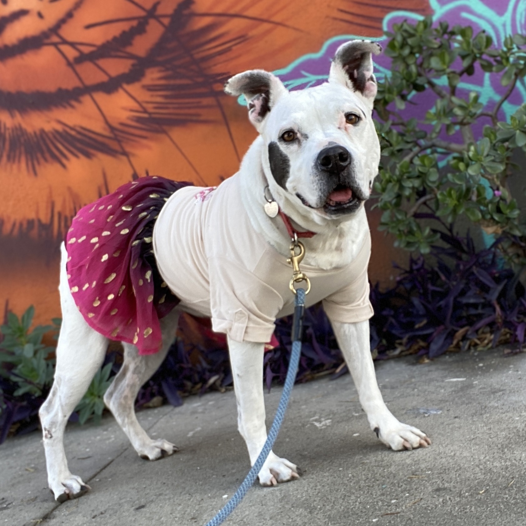 LAILA - SUPER SENIOR, a Adoptable mixed breed in Pasadena, CA image 4/5