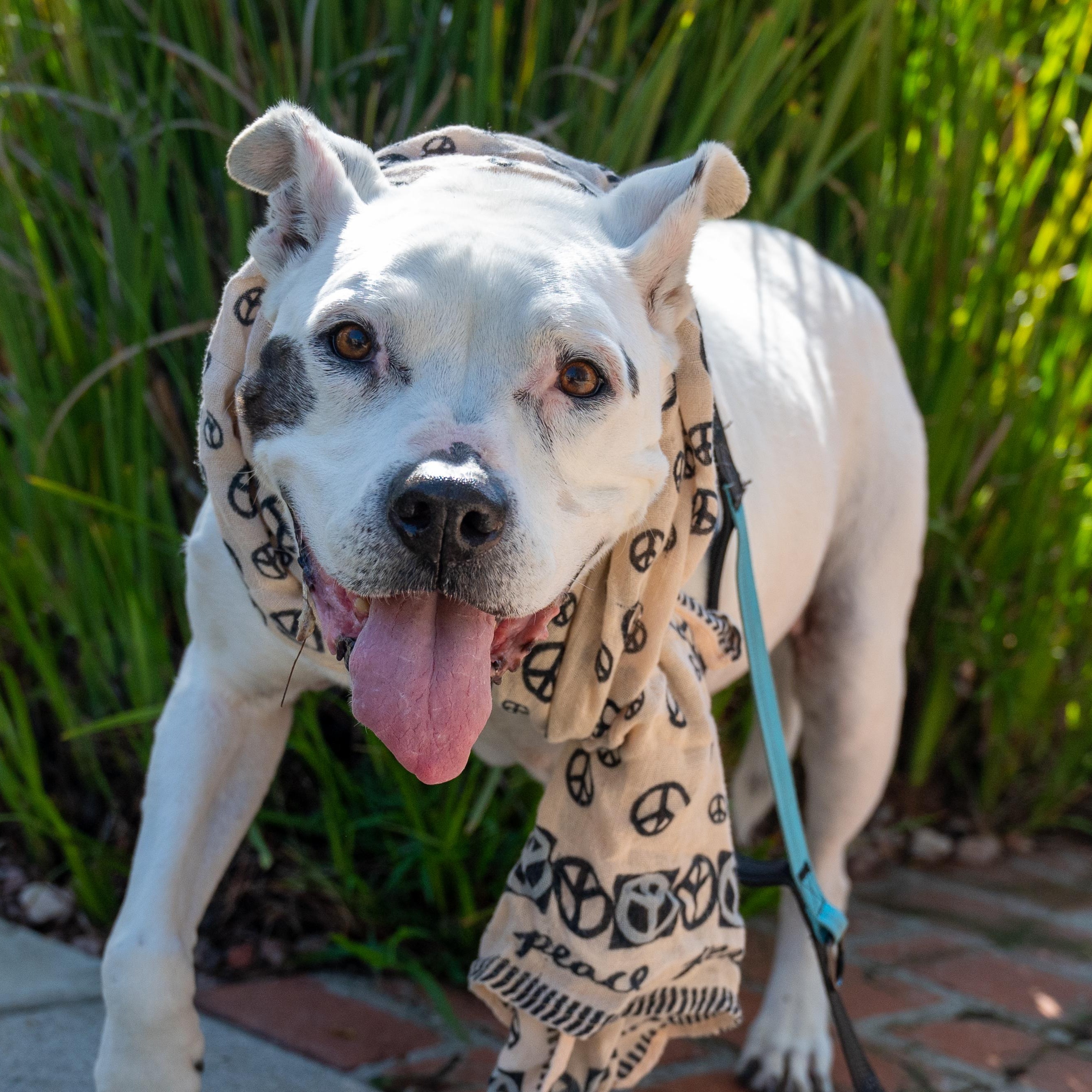 LAILA - SUPER SENIOR, a Adoptable mixed breed in Pasadena, CA image 1/5