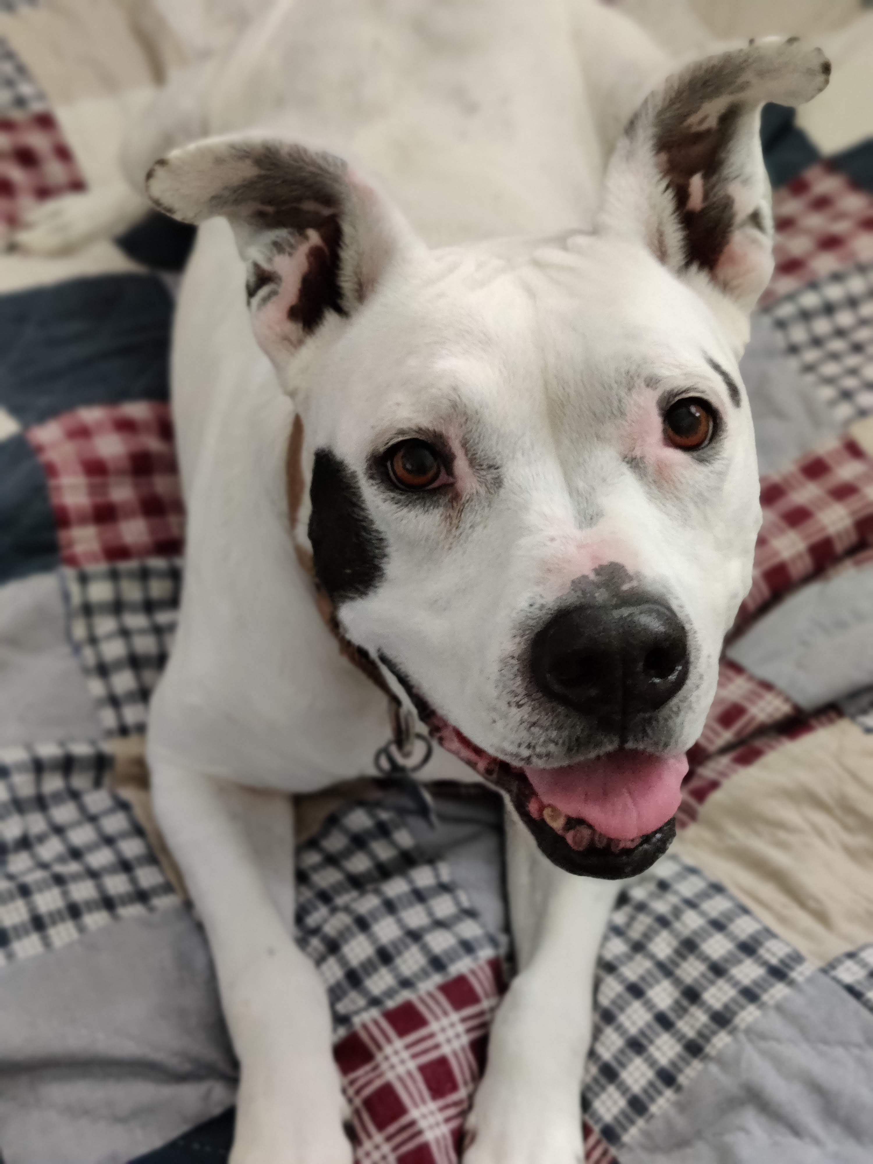 LAILA - SUPER SENIOR, a Adoptable mixed breed in Pasadena, CA image 3/5