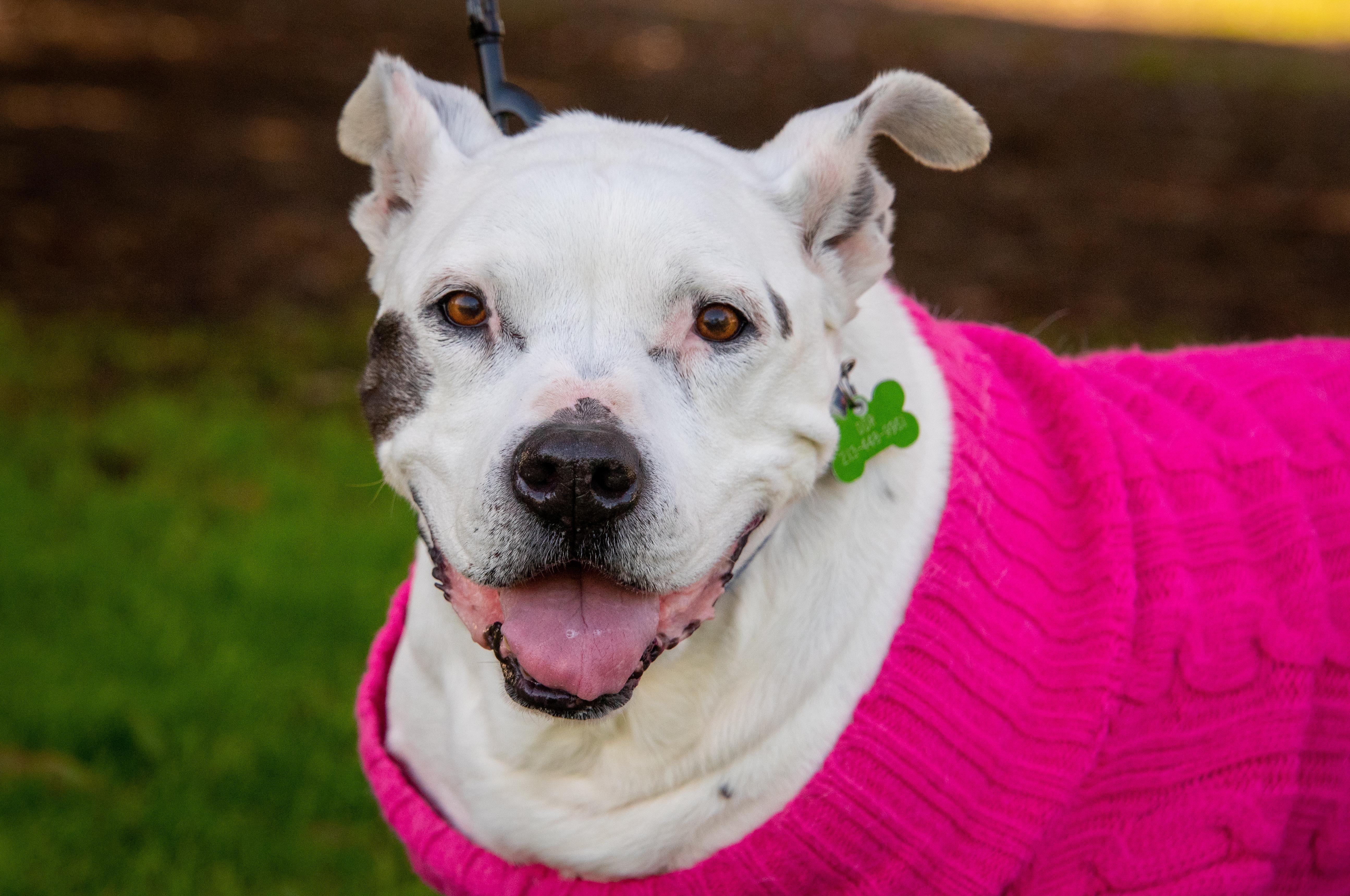 LAILA - SUPER SENIOR, an adoptable American Staffordshire Terrier, Pit Bull Terrier in Pasadena, CA, 91109 | Photo Image 2