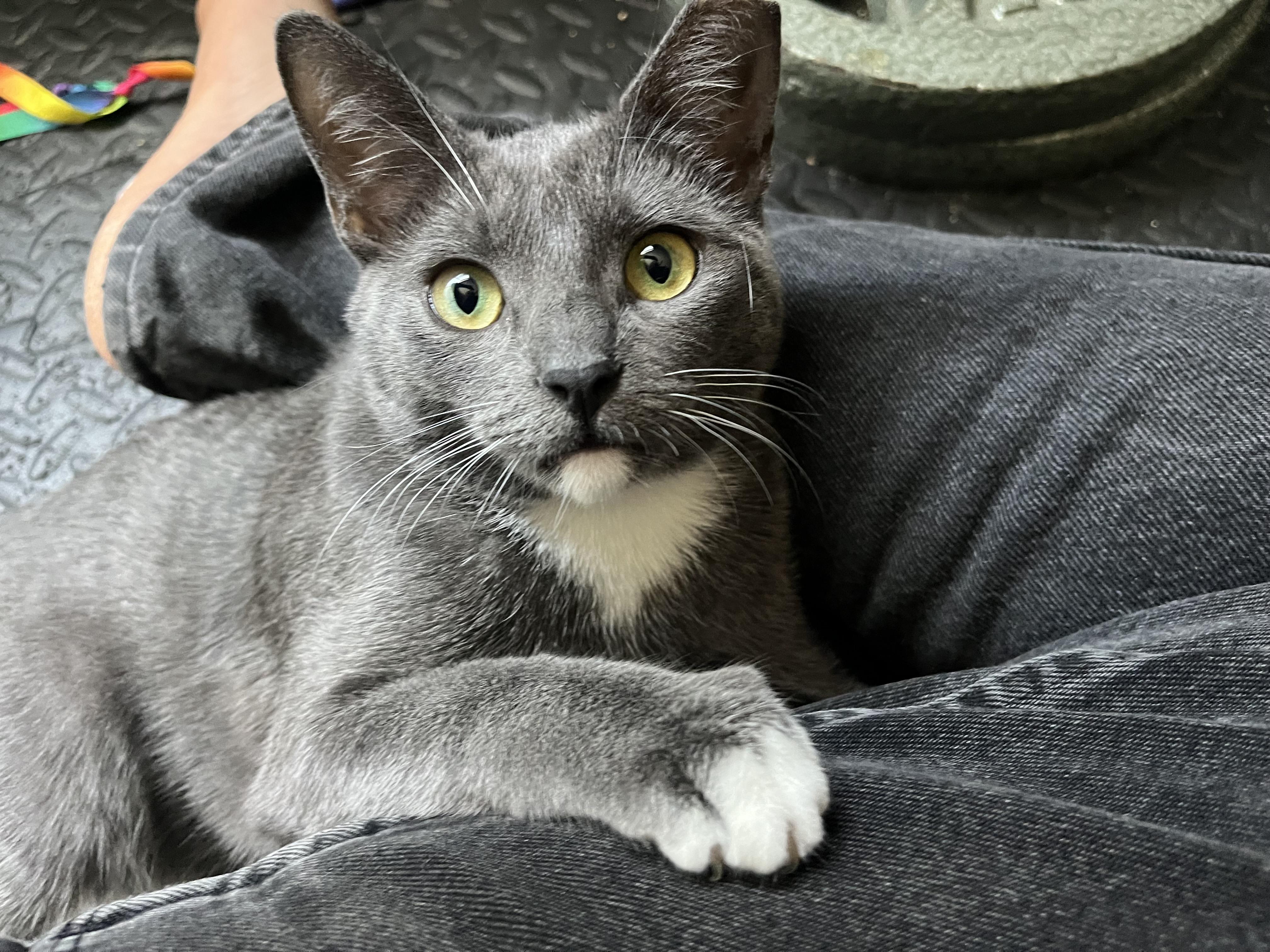 Violet, Adoptable, Adult Female Domestic Short Hair.