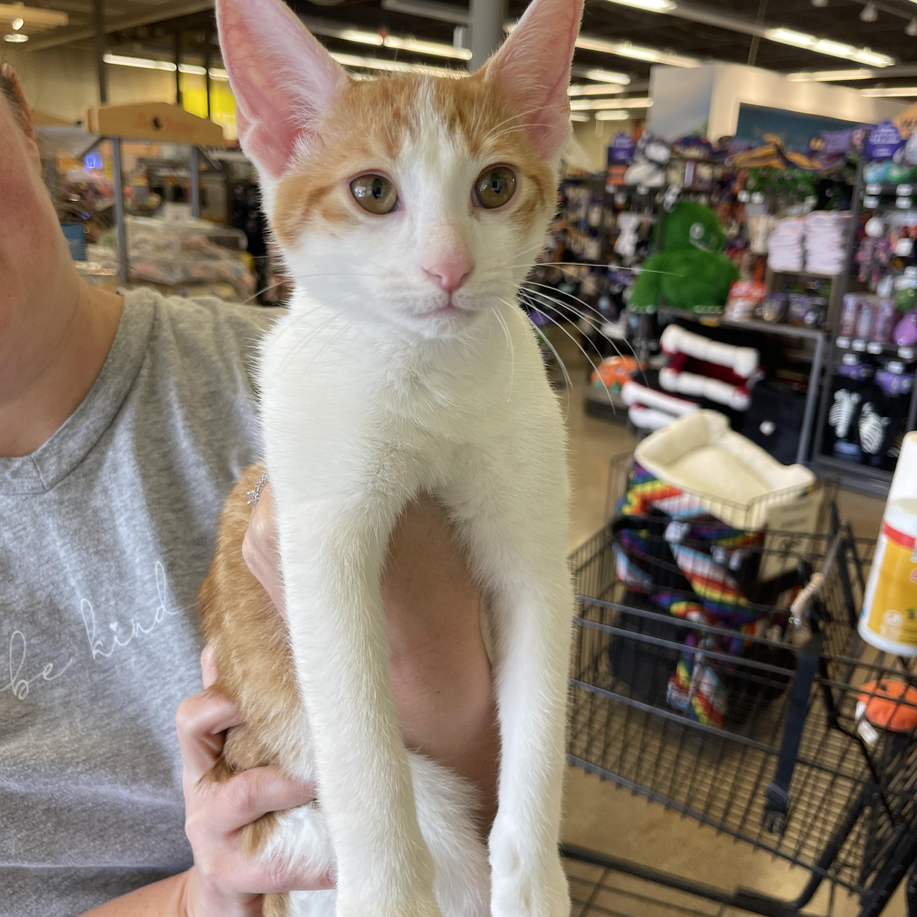 Cat for adoption - Billy the Kid 5/25, a Domestic Short Hair