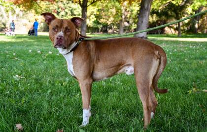 Enlarge Buddy Creekmore, a Adoptable mixed breed in Yakima, WA image 1/3