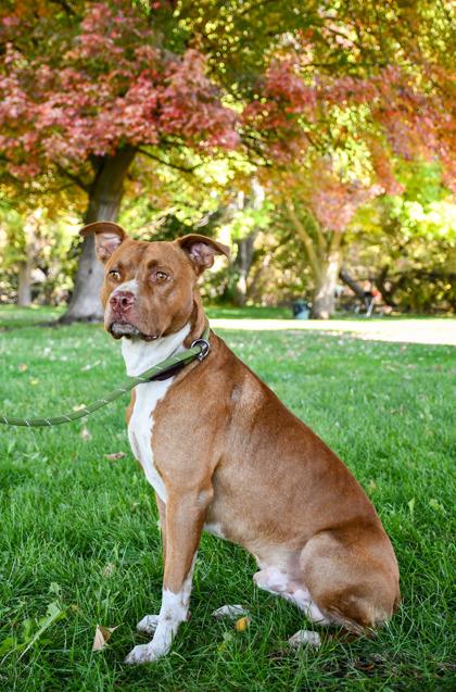Buddy Creekmore, Adoptable, Adult Male Pit Bull Terrier & Mixed Breed.