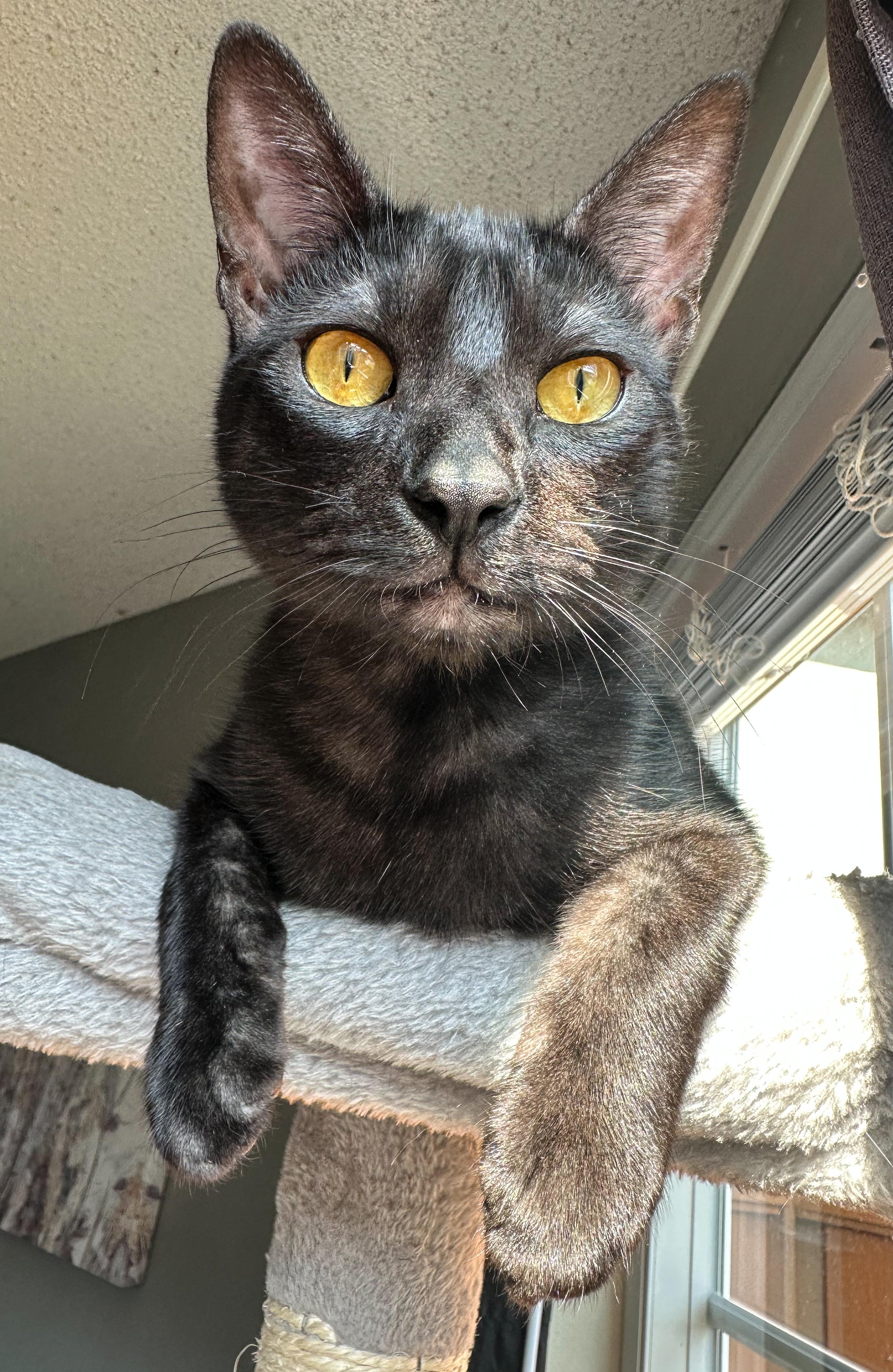 Enlarge Opie, a Adoptable Domestic Short Hair in Oakley, CA image 3/5