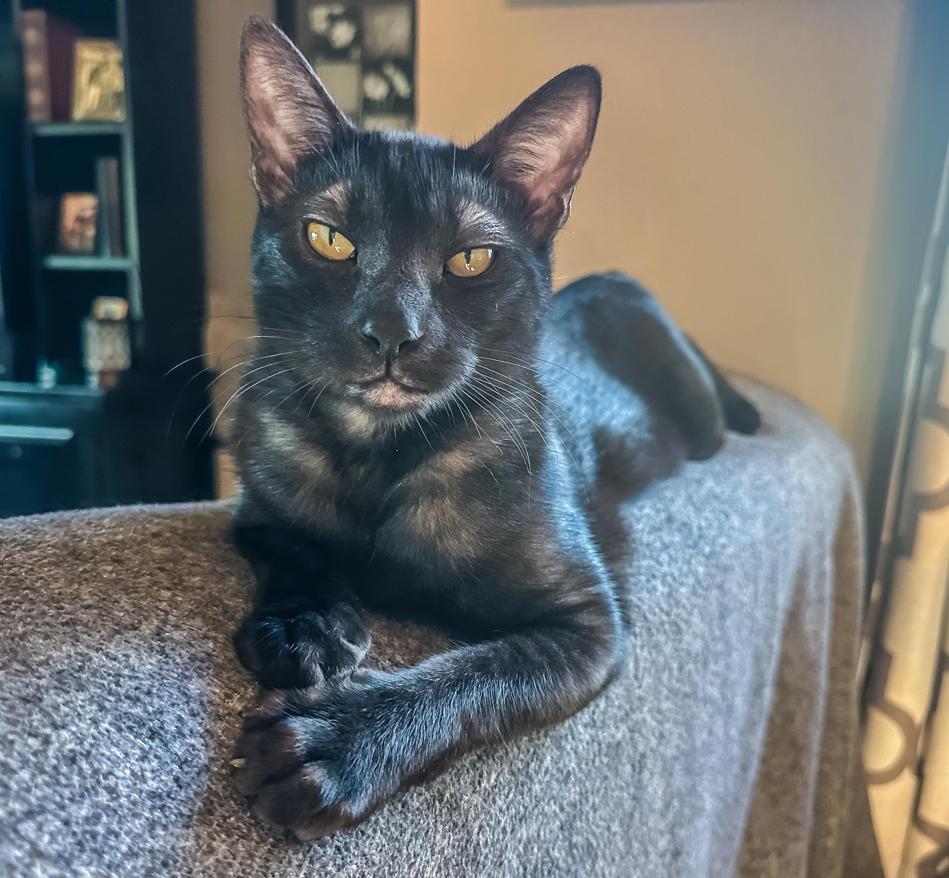 Enlarge Opie, a Adoptable Domestic Short Hair in Oakley, CA image 2/5