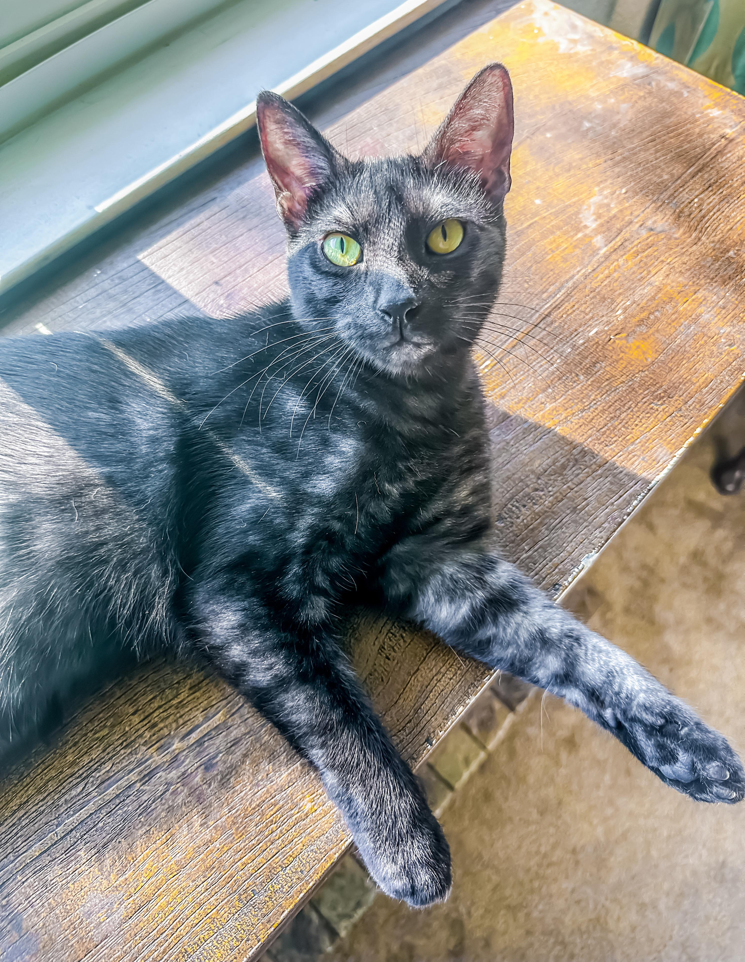 Enlarge Opie, a Adoptable Domestic Short Hair in Oakley, CA image 1/5