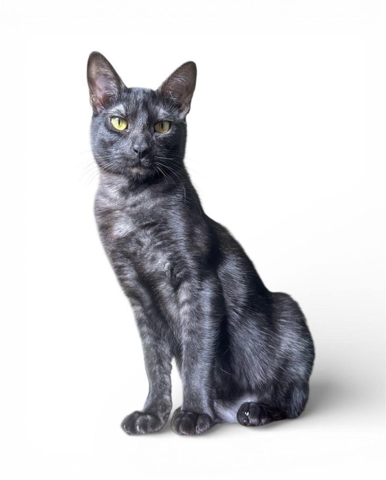 Enlarge Opie, a Adoptable Domestic Short Hair in Oakley, CA image 4/5