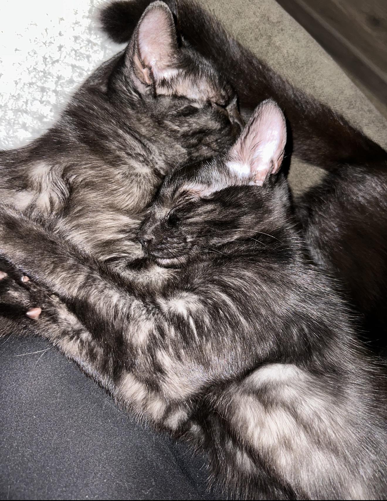 Enlarge Opie, a Adoptable Domestic Short Hair in Oakley, CA image 5/5