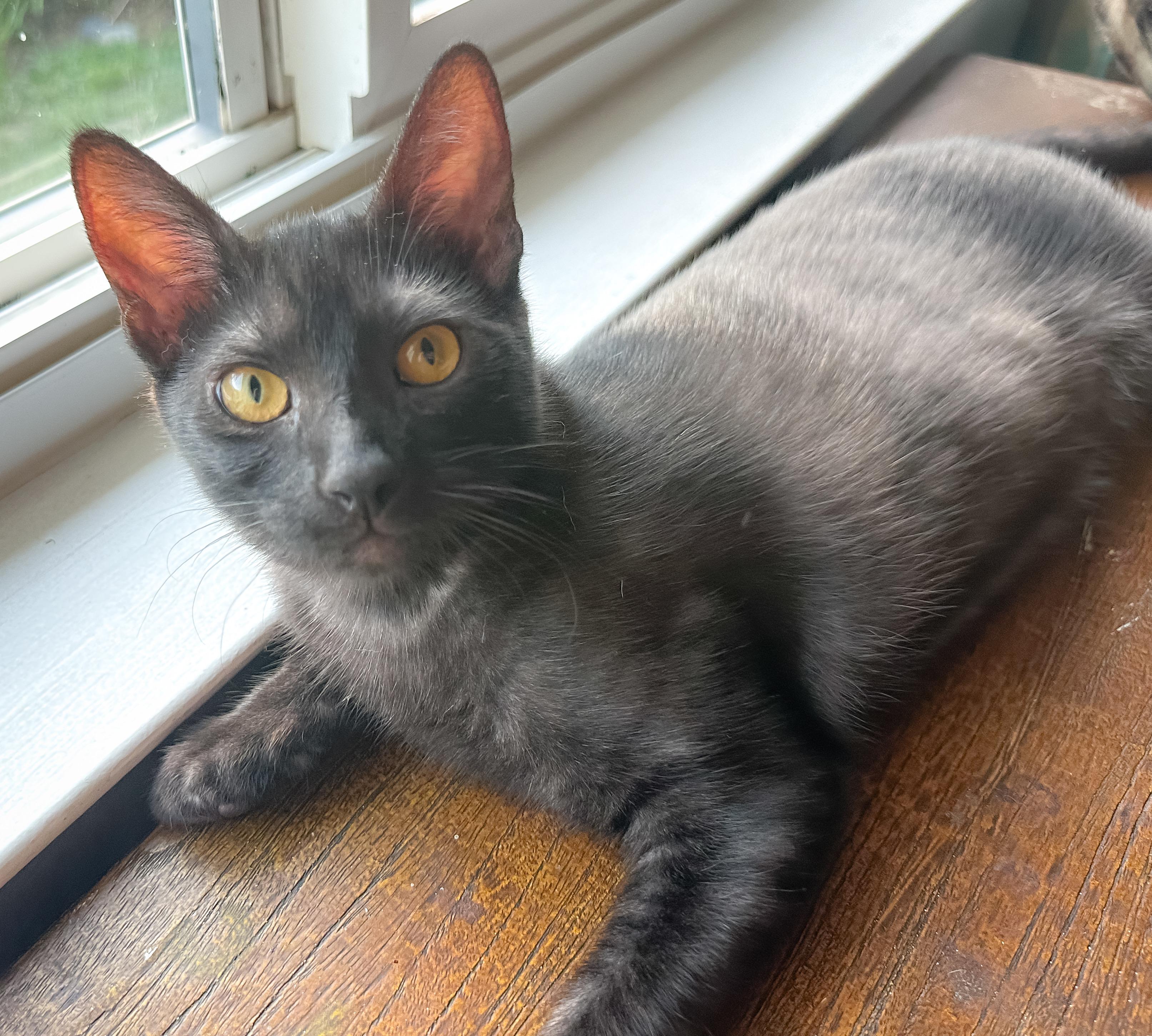 Opie, Adoptable, Young Male Domestic Short Hair.