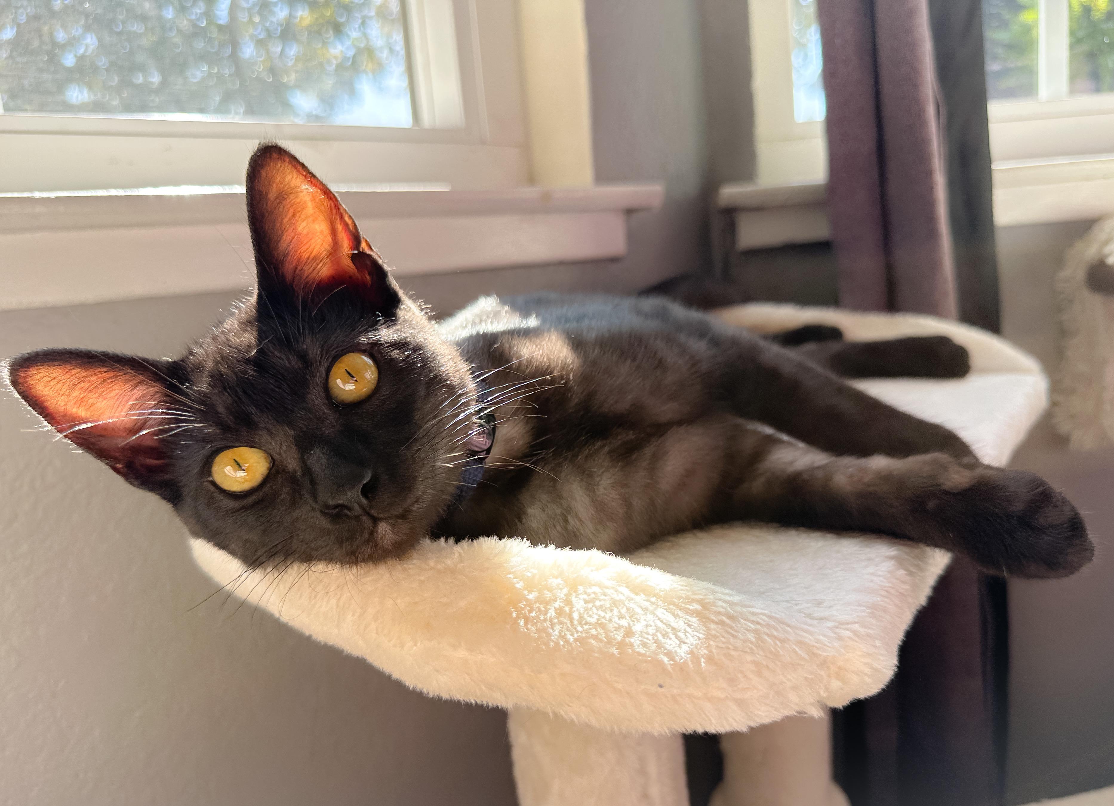 Enlarge Opie, a Adoptable Domestic Short Hair in Oakley, CA image 4/4