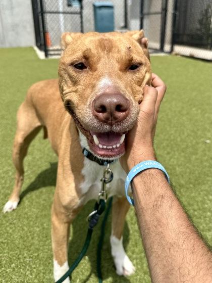 Champ, a Adoptable mixed breed in Wichita, KS image 1/3