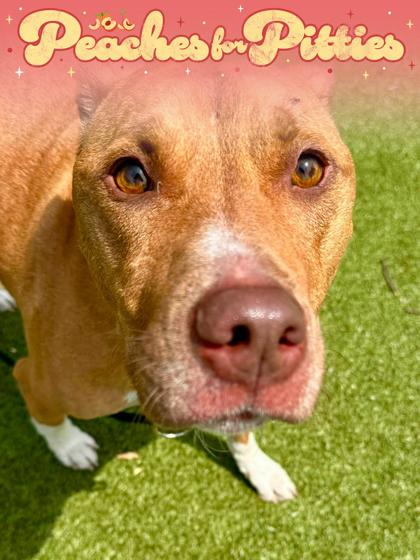 Champ, a Adoptable mixed breed in Wichita, KS image 2/3