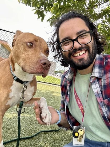Champ, a Adoptable mixed breed in Wichita, KS image 3/3