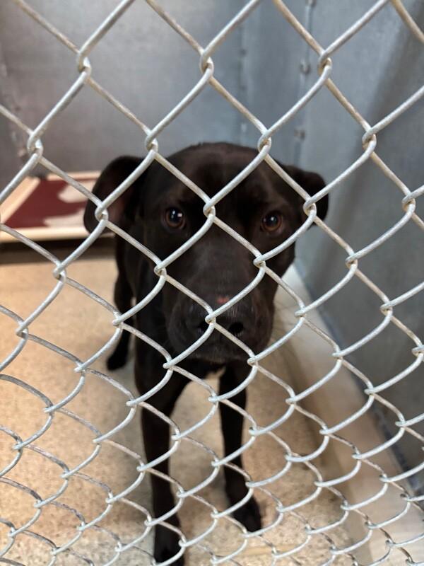 Canyon, Adoptable, Adult Male Pit Bull Terrier & Mixed Breed.
