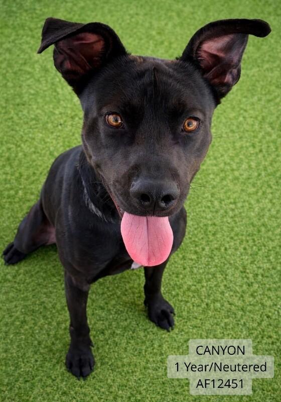 Enlarge Canyon, a Adoptable mixed breed in Supply, NC image 3/3