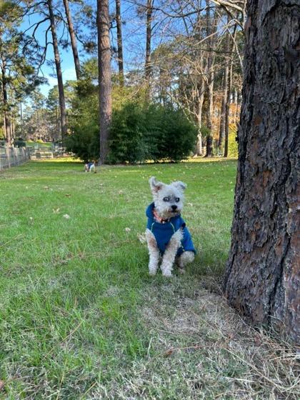 Mitzi, Adoptable, Senior Female Poodle & Mixed Breed.
