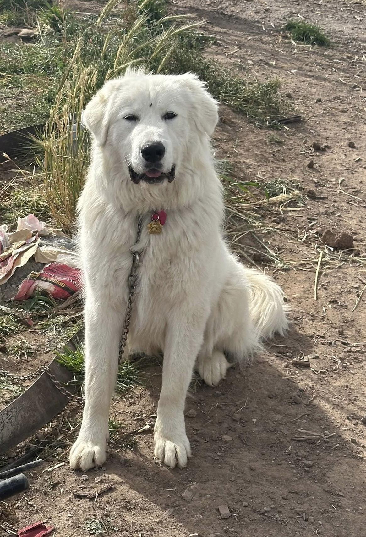 Enlarge Millie, a Adoptable Great Pyrenees in Bountiful, UT image 1/1
