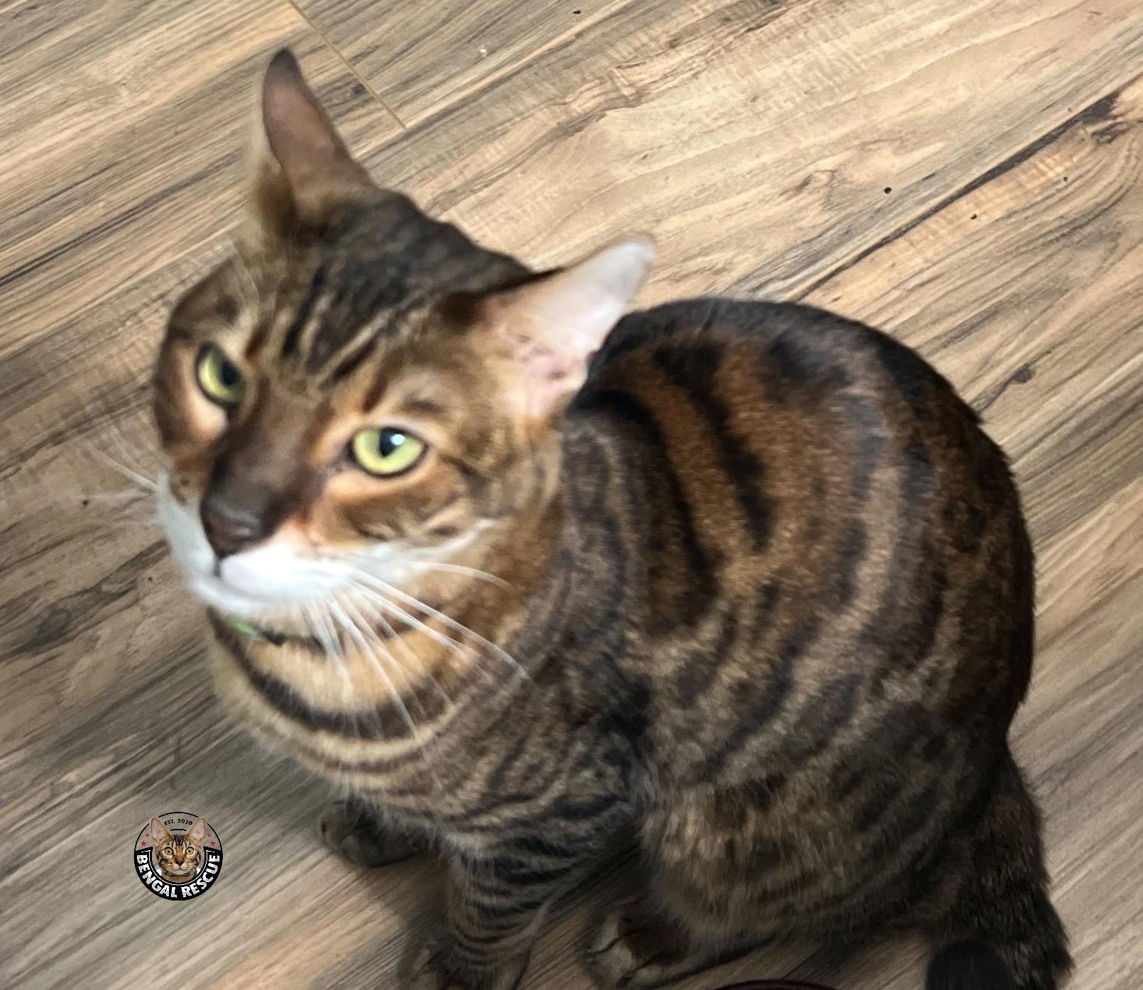 Bam, ADOPTABLE, Adult Male Bengal.