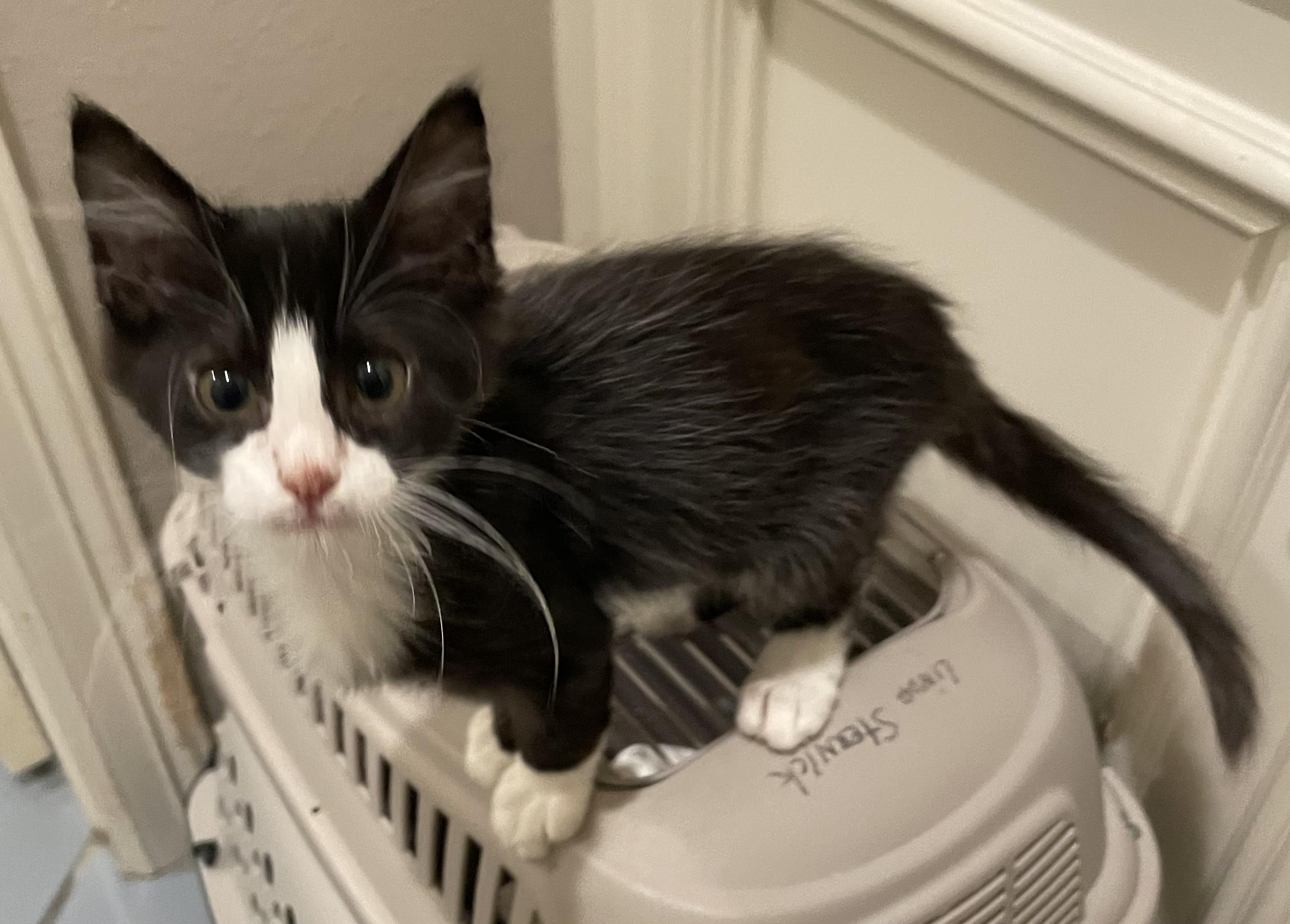 Harold-Portofino PetSmart