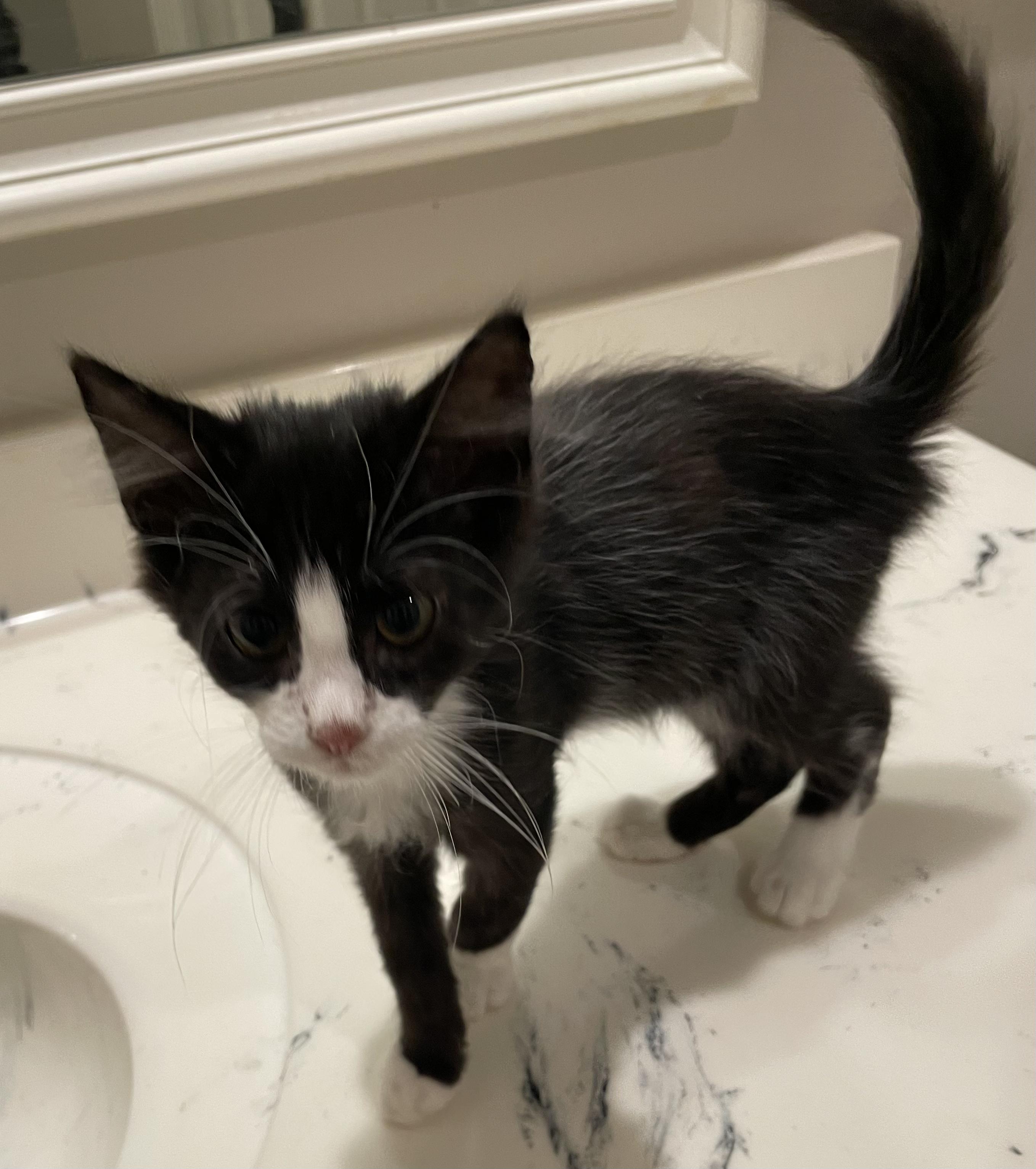 Harold-Portofino PetSmart