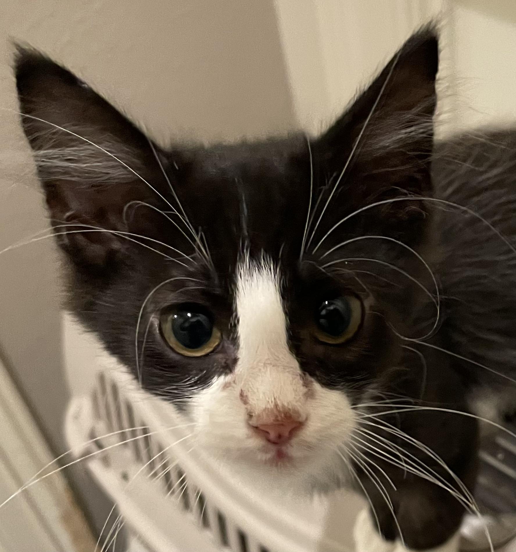 Harold-Portofino PetSmart