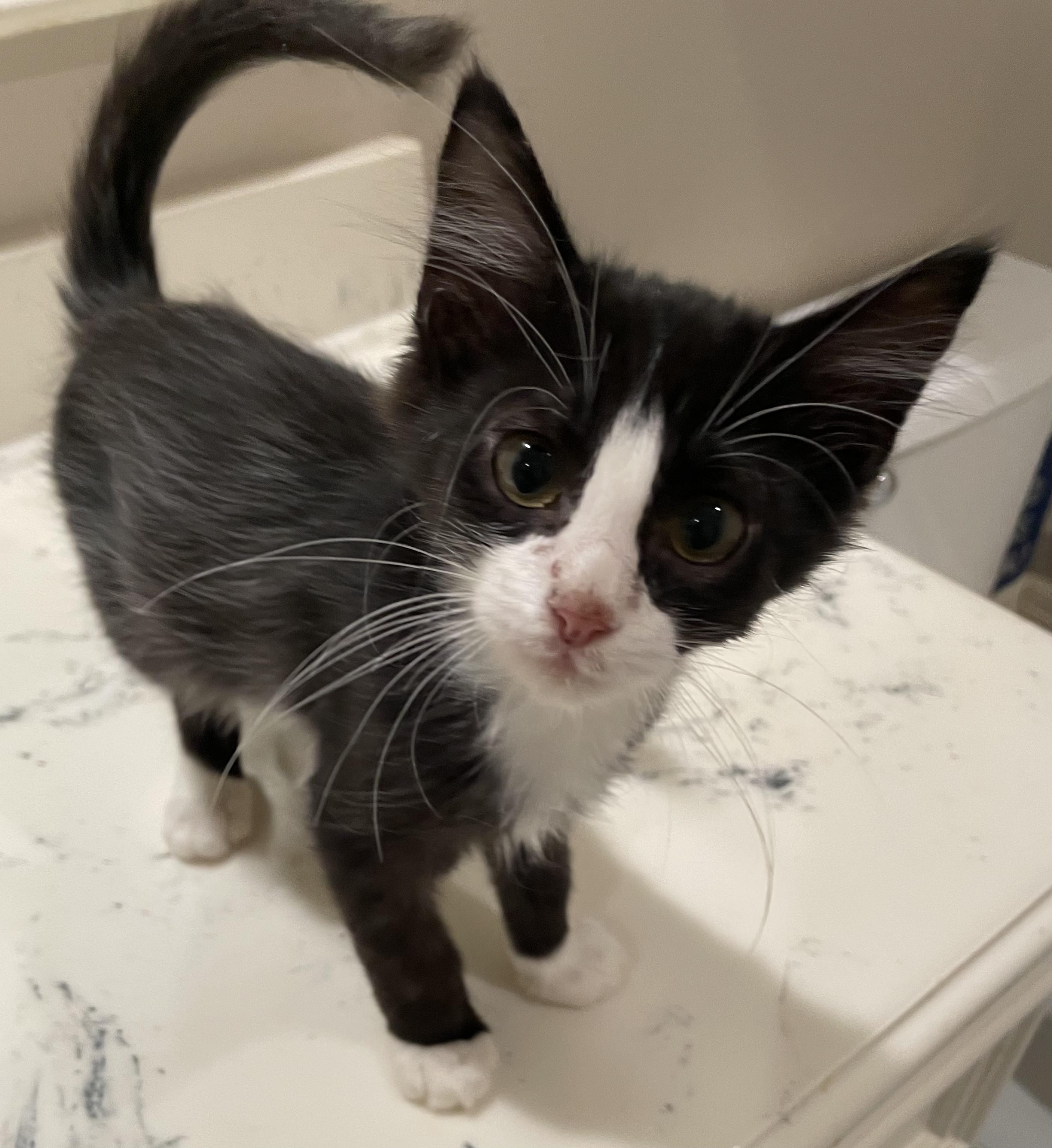 Harold-Portofino PetSmart