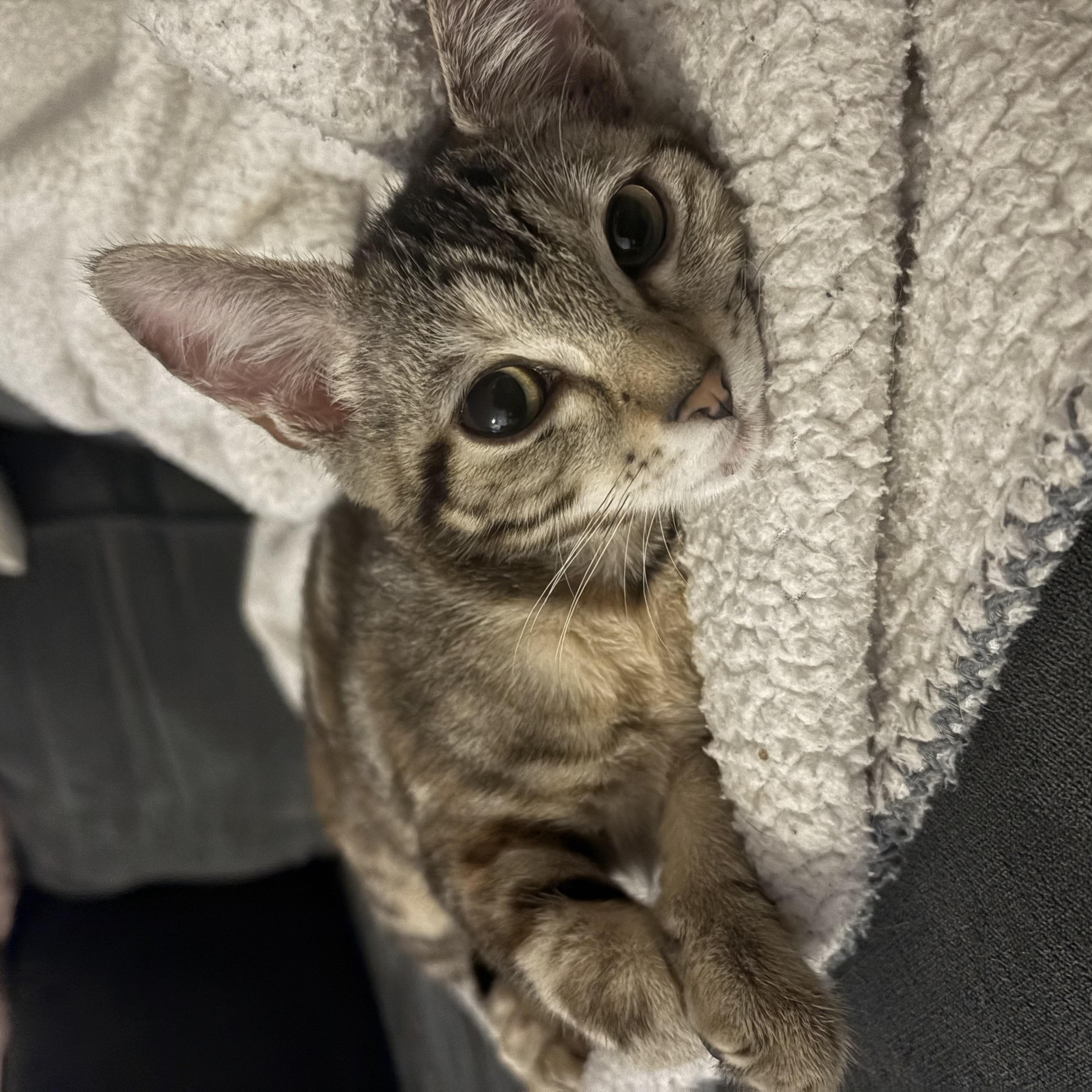 Chibi, adopted, Kitten Female Tabby & Calico.