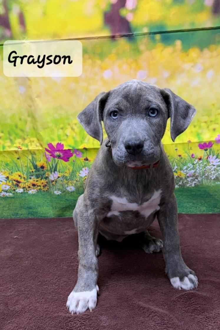 Enlarge Grayson, an adopted Mixed Breed in Urbana, OH image 1/1