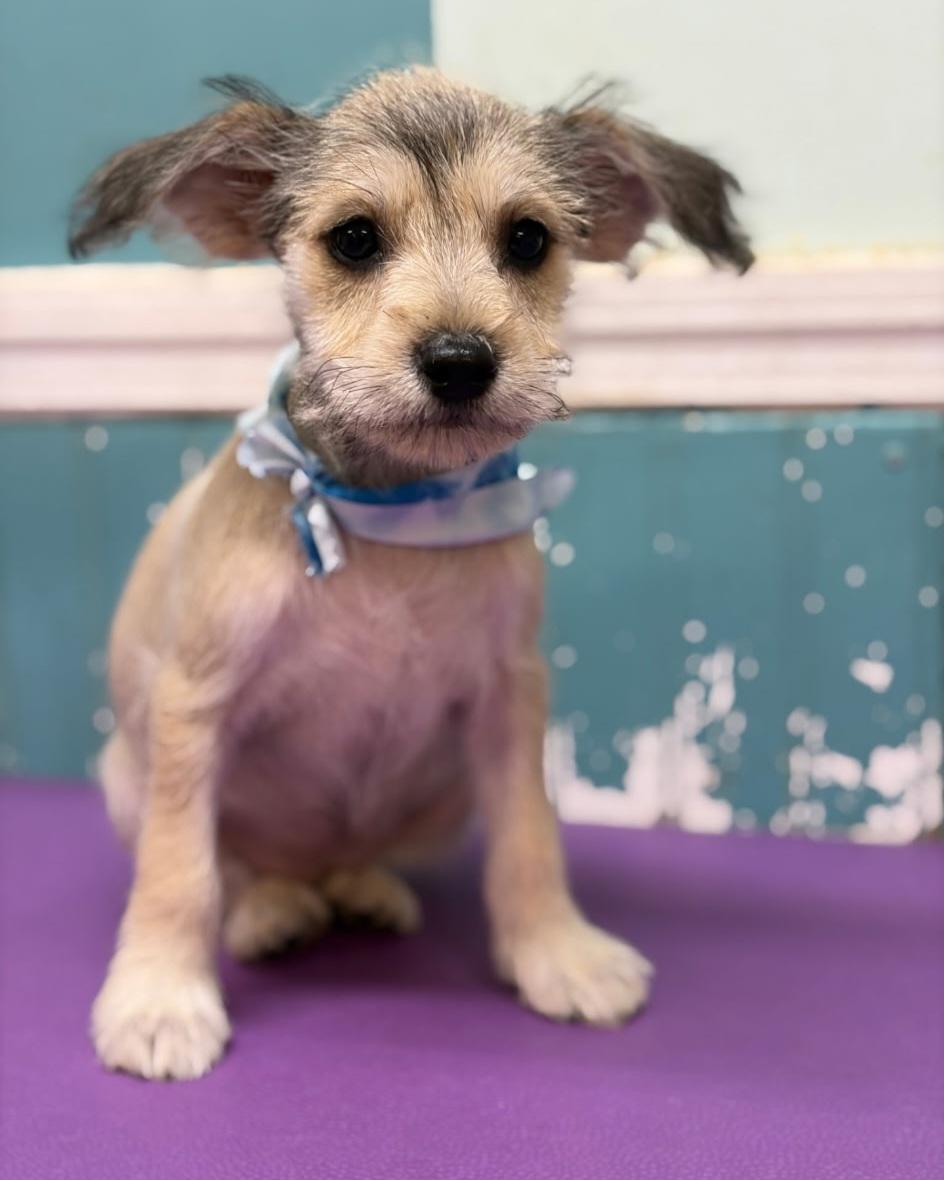 Enlarge Molli, an adopted mixed breed in Reddick, FL image 4/4