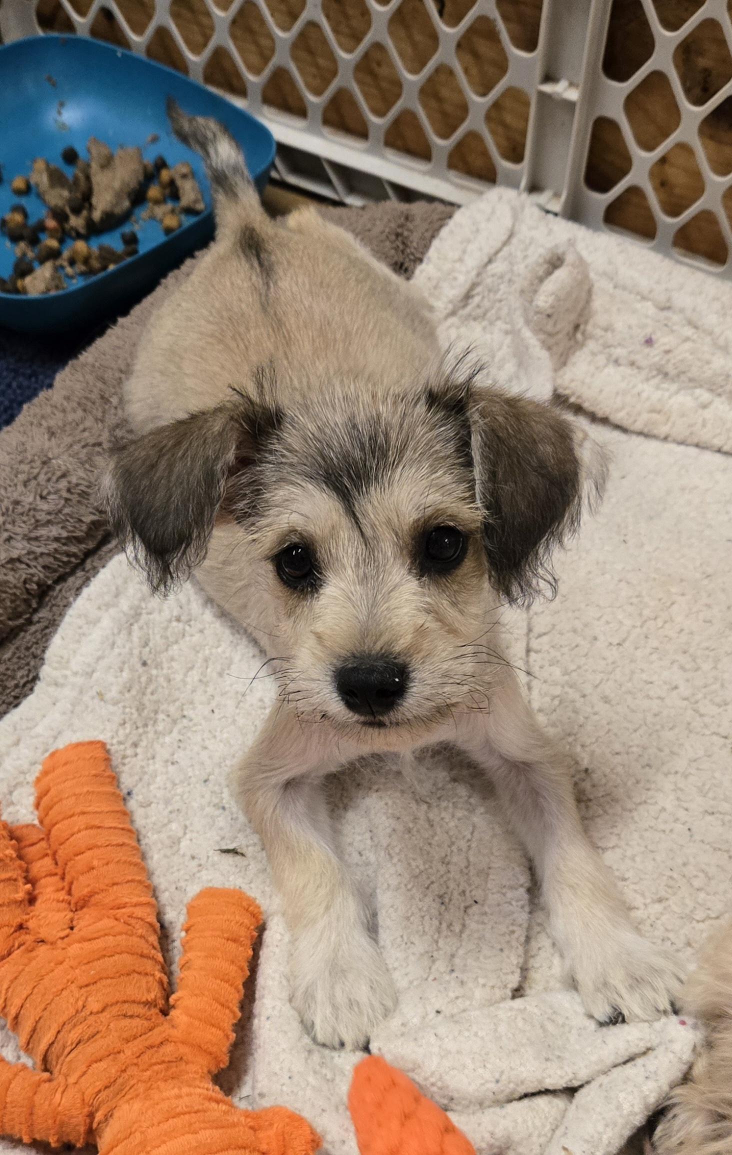 Enlarge Molli, an adopted mixed breed in Reddick, FL image 2/4