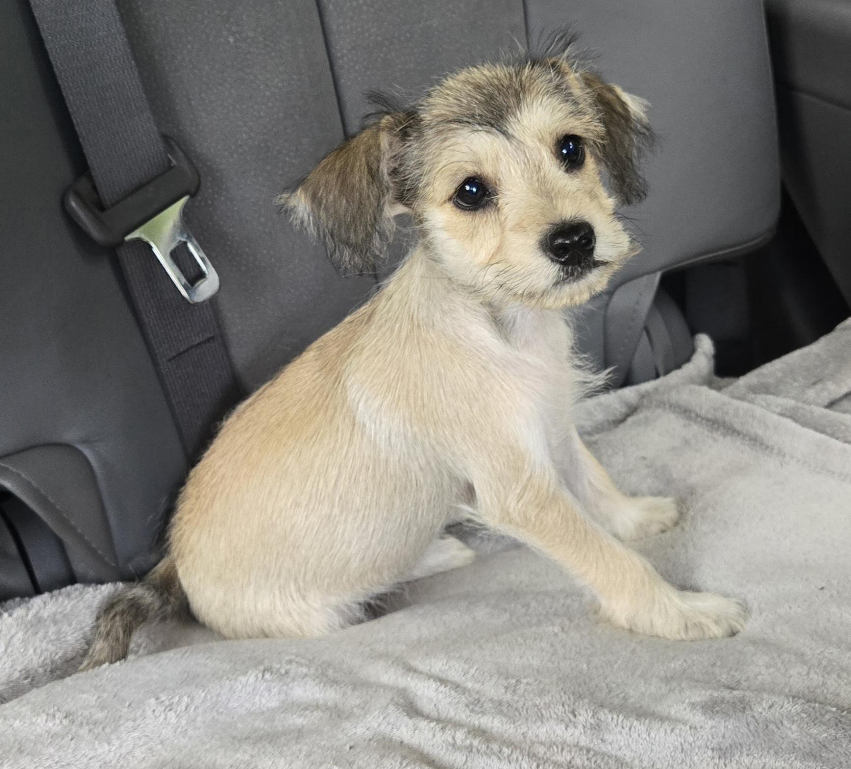 Enlarge Molli, an adopted mixed breed in Reddick, FL image 3/4