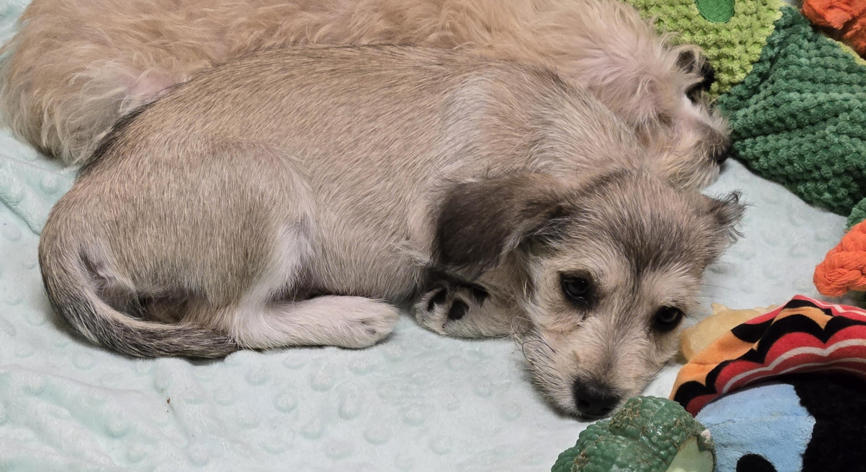 Enlarge Molli, an adopted mixed breed in Reddick, FL image 1/4