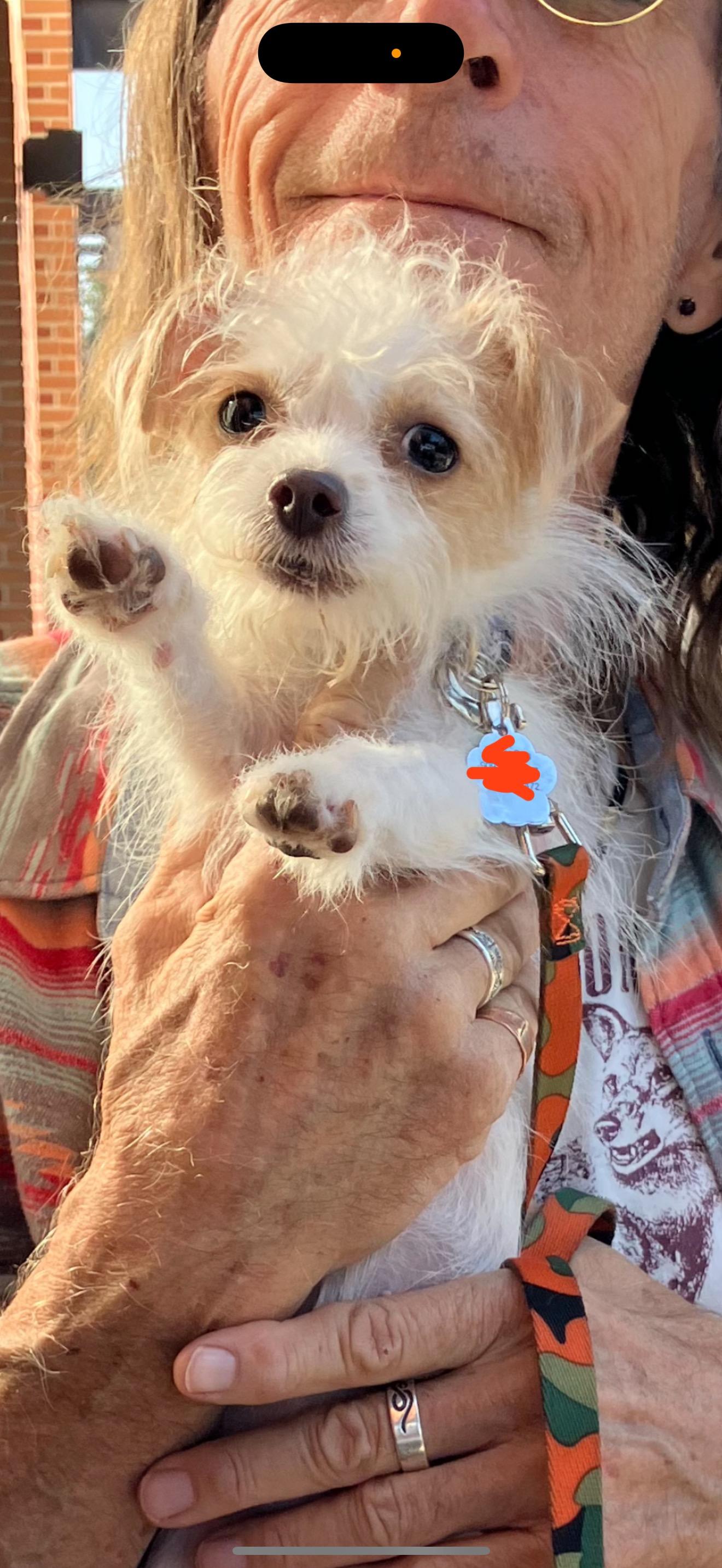 Kiki - The Precious One , ADOPTABLE, Adult Female Terrier & Chihuahua.