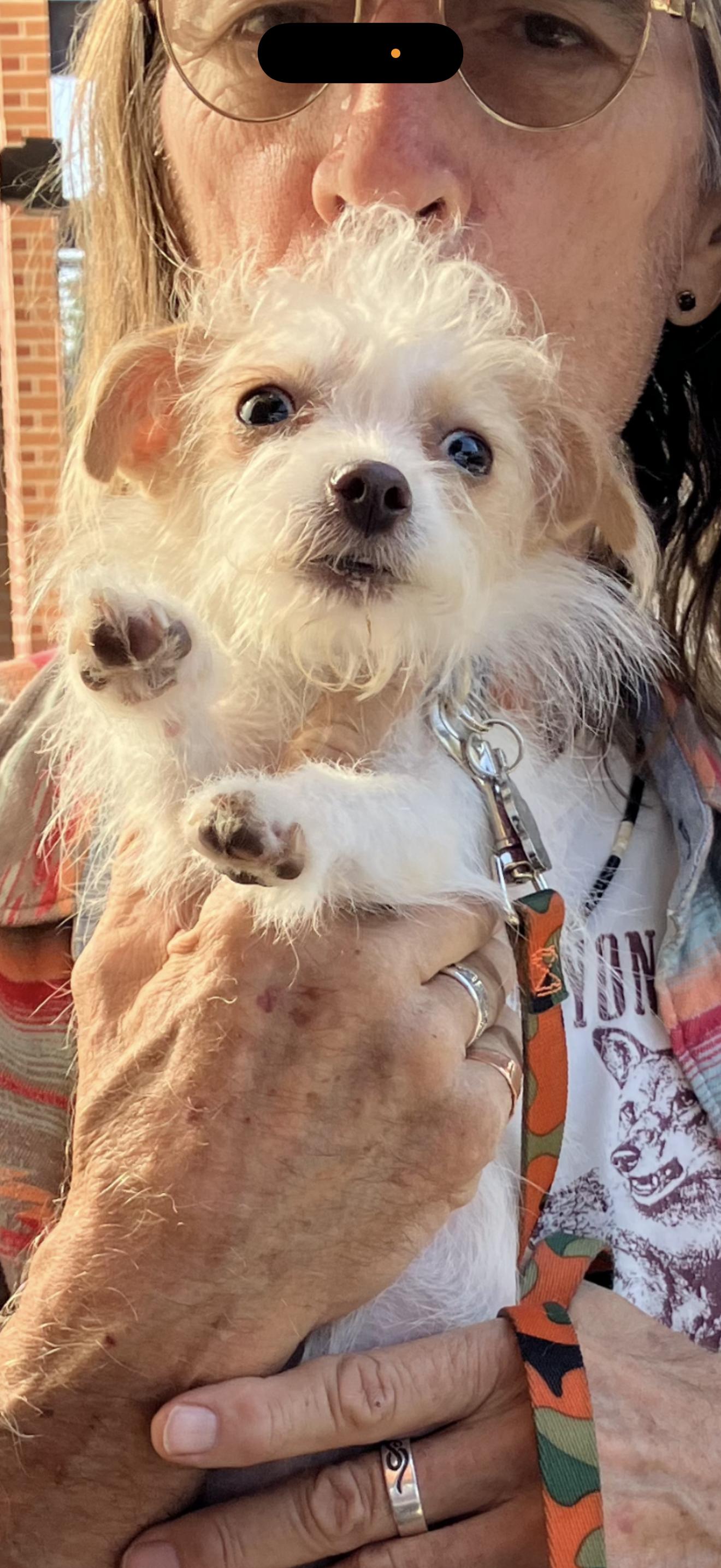 Enlarge Kiki - The Precious One , a ADOPTABLE mixed breed in North Hollywood , CA image 4/4