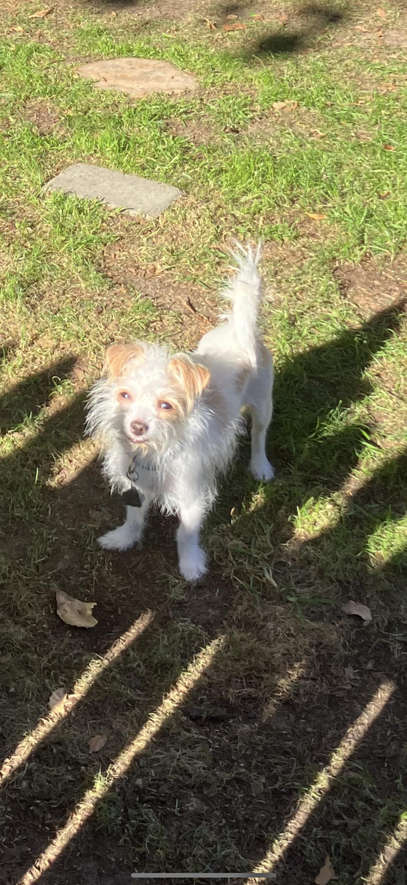 Enlarge Kiki - The Precious One , a ADOPTABLE mixed breed in North Hollywood , CA image 2/4