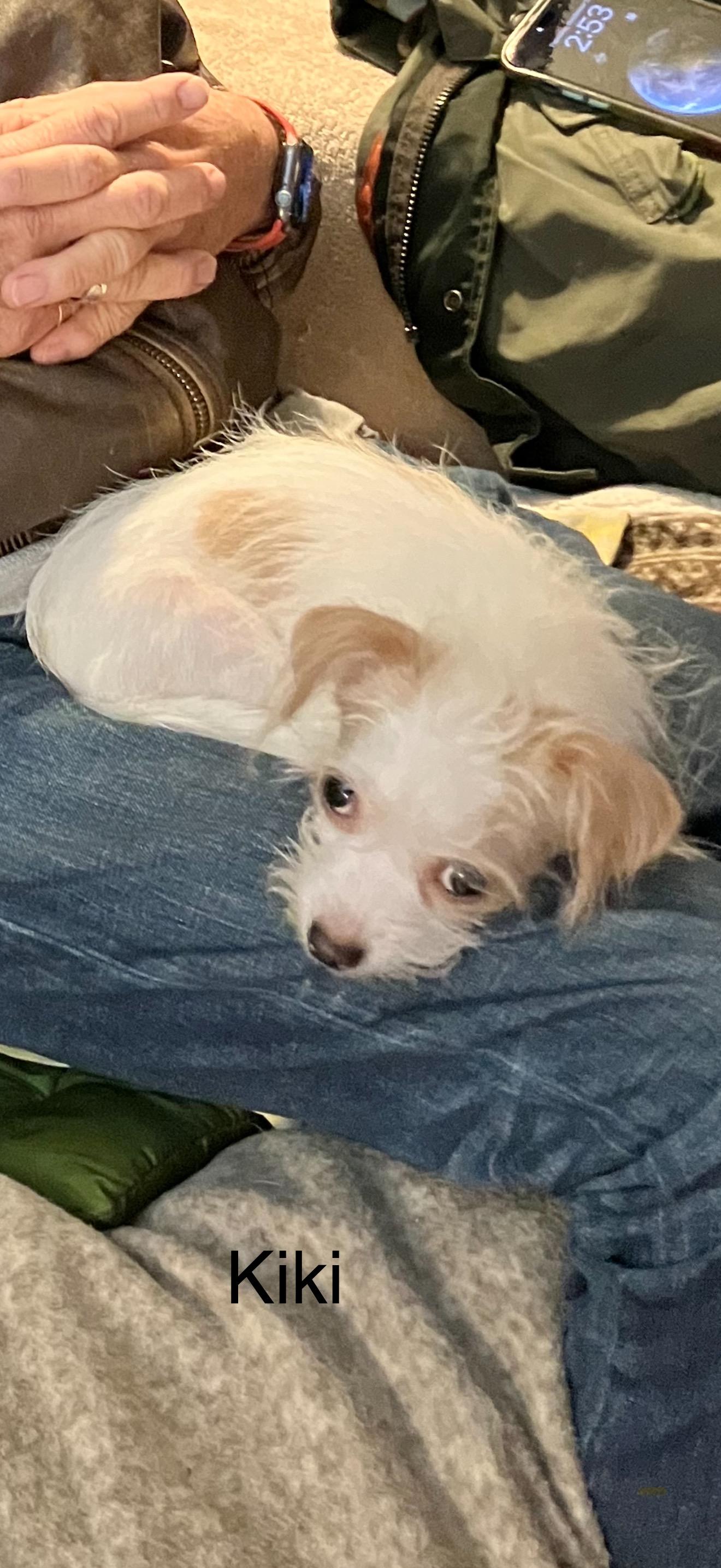 Enlarge Kiki - The Precious One , a ADOPTABLE mixed breed in North Hollywood , CA image 3/4