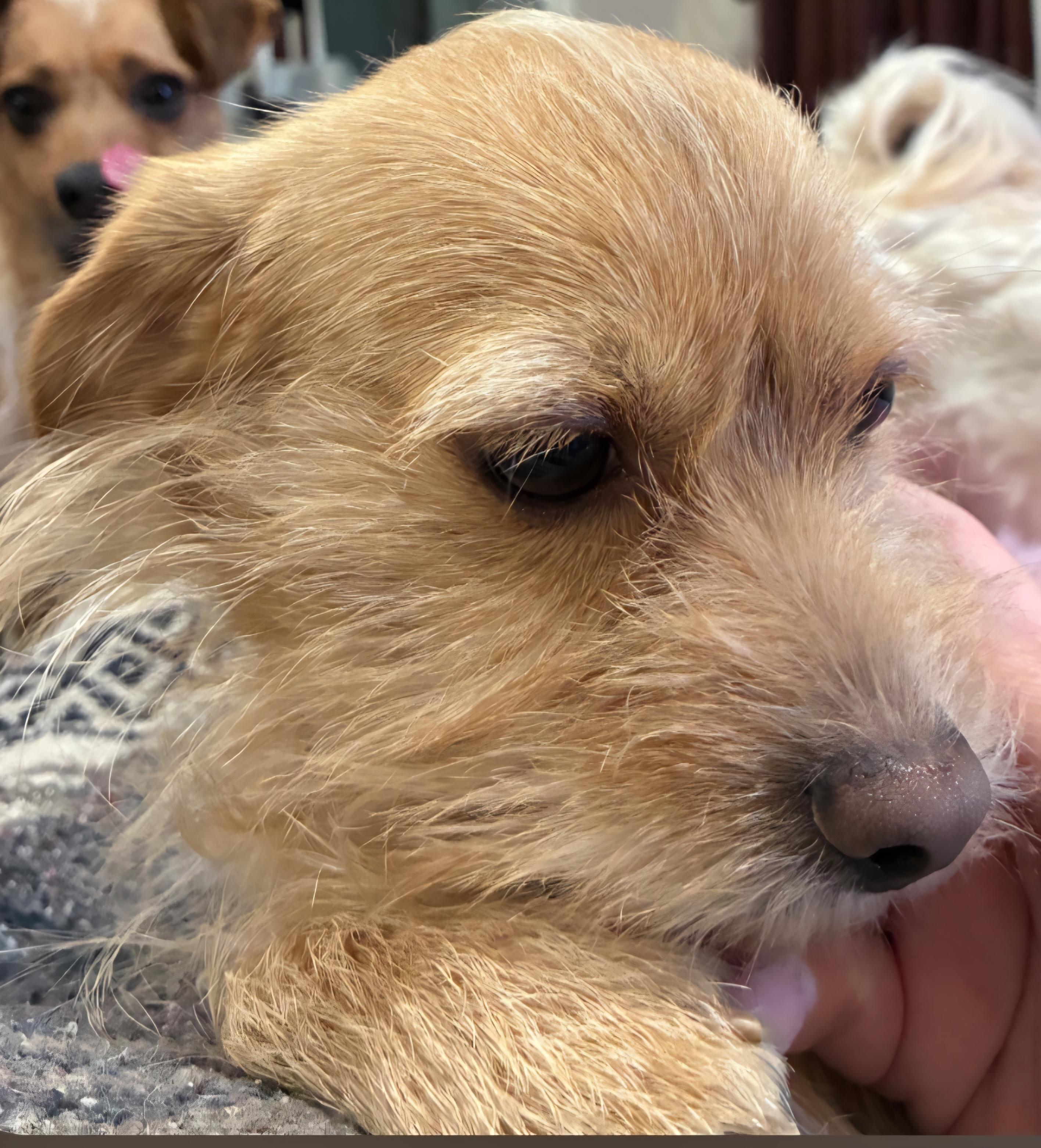 Baba, ADOPTABLE, Adult Male Parson Russell Terrier.