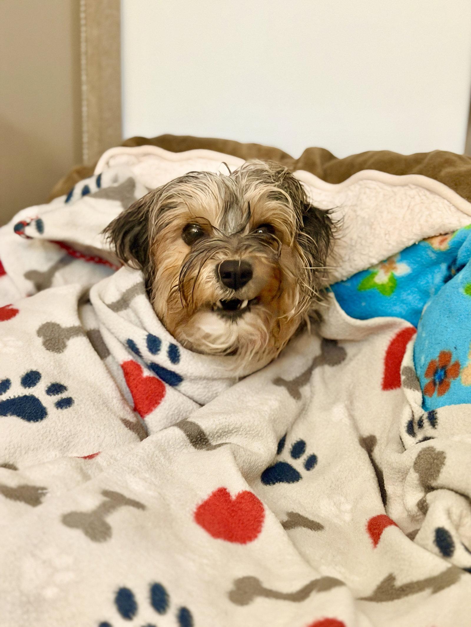 Moxie, Adopted, Adult Female Shih Tzu & Yorkshire Terrier.