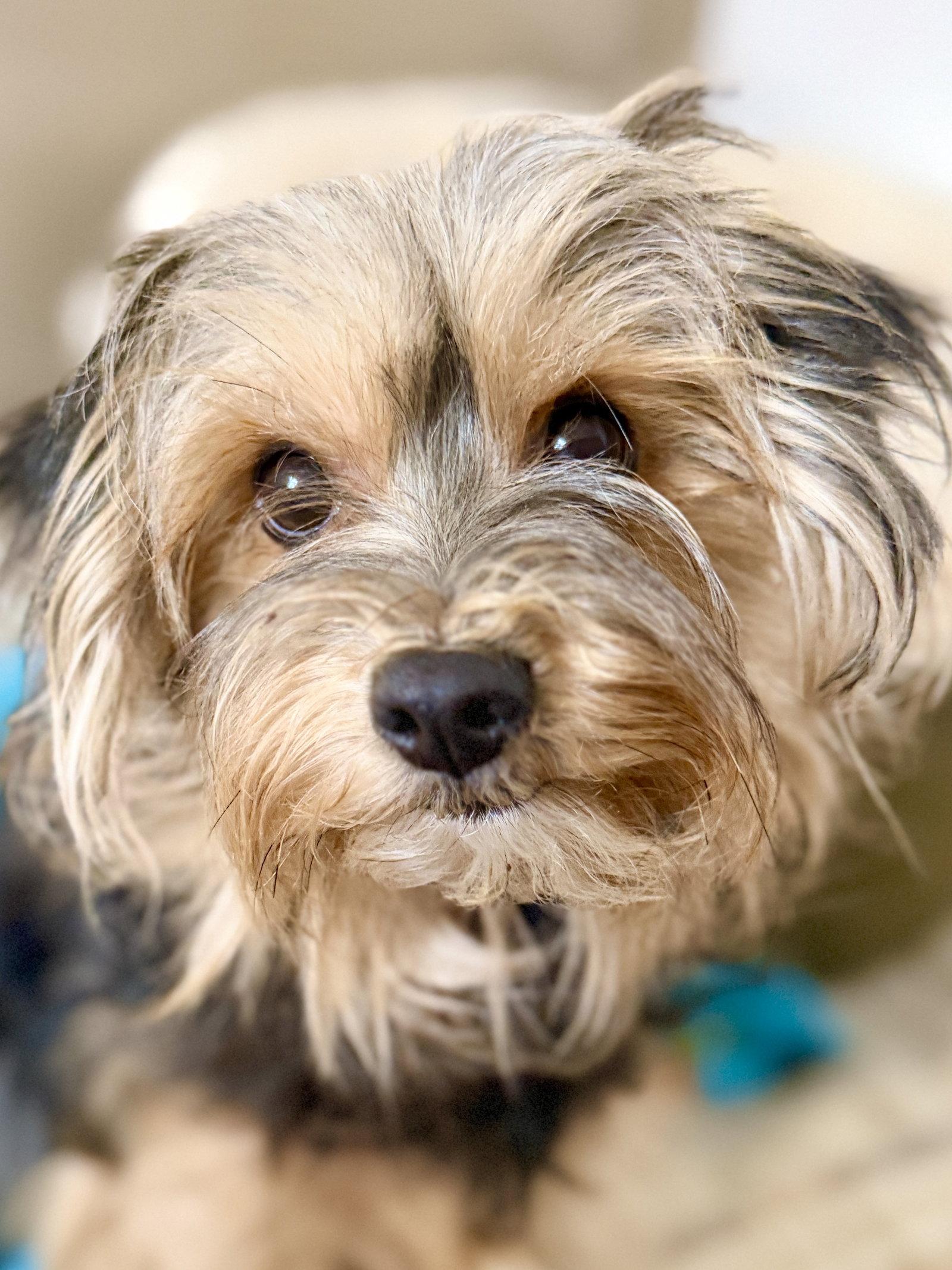 Moxie, Adopted, Adult Female Shih Tzu & Yorkshire Terrier.