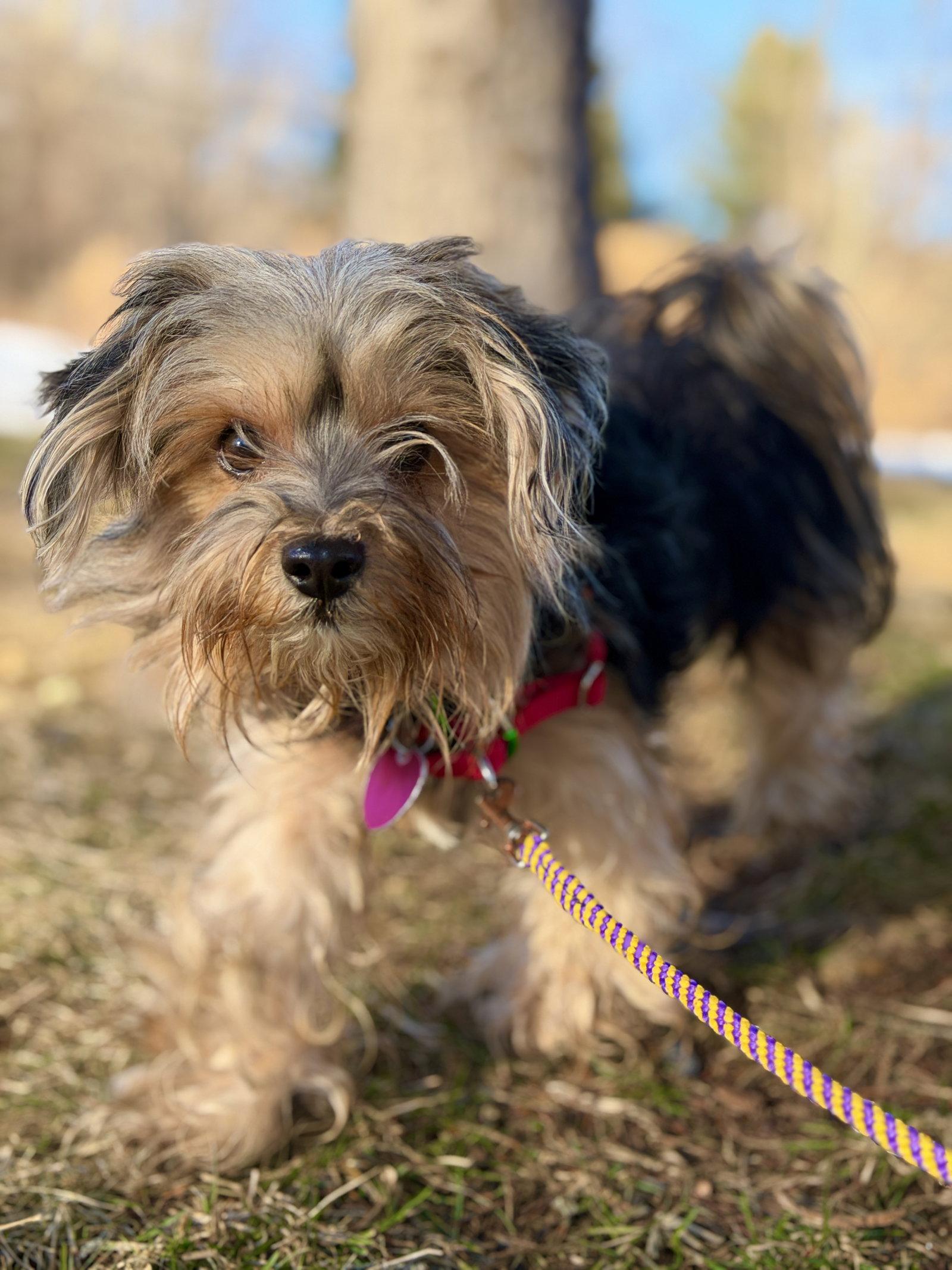 Enlarge Moxie, a Adopted mixed breed in West Cornwall, CT image 3/3