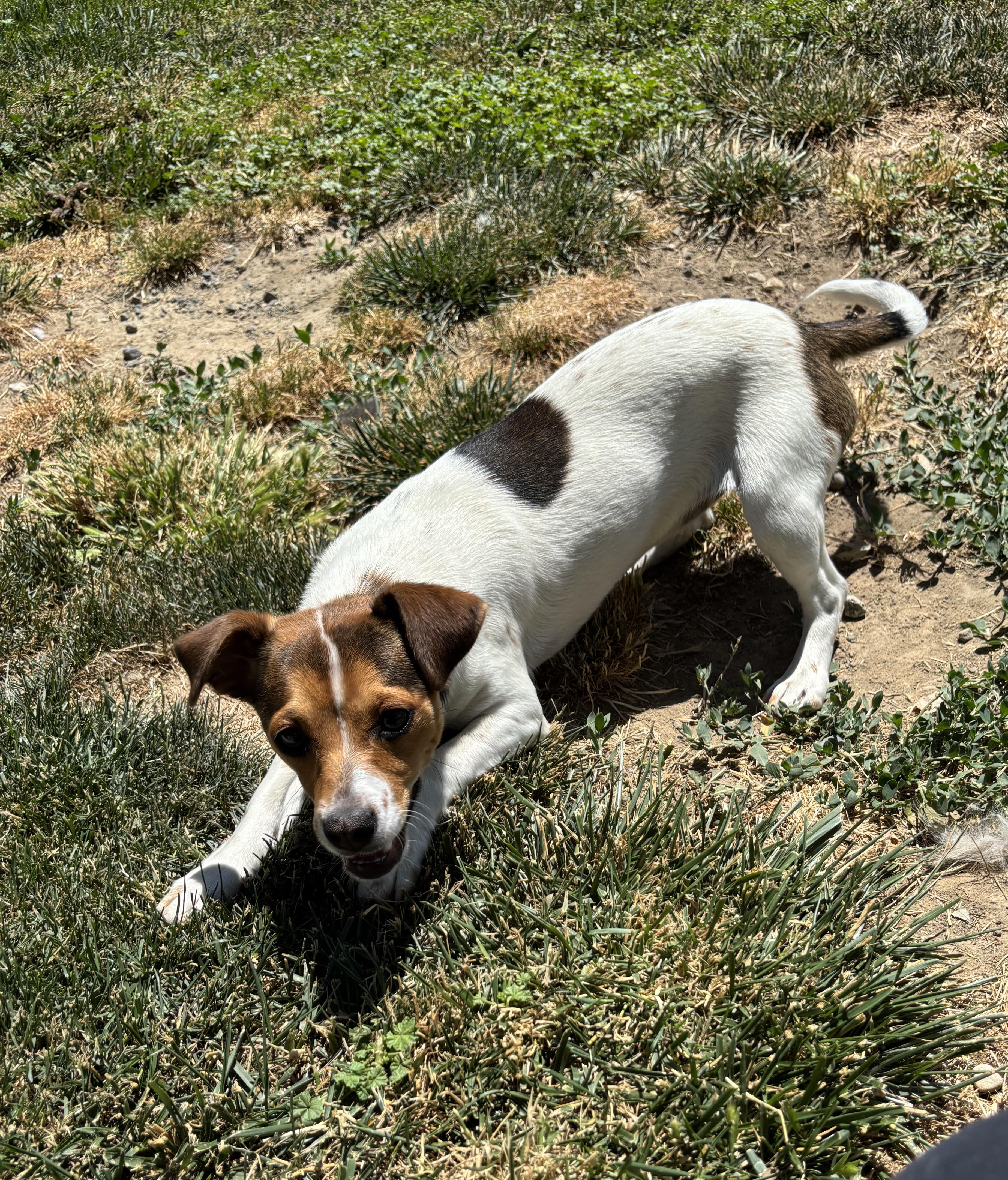Fiona, ADOPTABLE, Adult Female Jack Russell Terrier.
