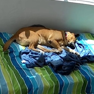 Enlarge Oso, a Adoptable mixed breed in Gilbert, AZ image 3/5