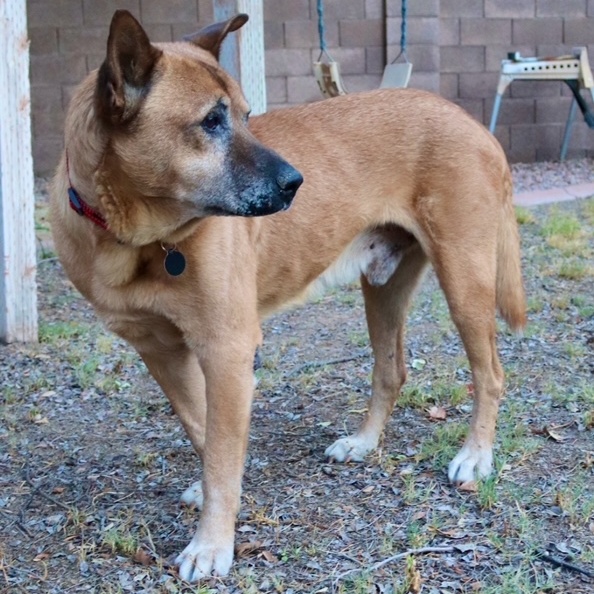 Enlarge Oso, a Adoptable mixed breed in Gilbert, AZ image 4/5