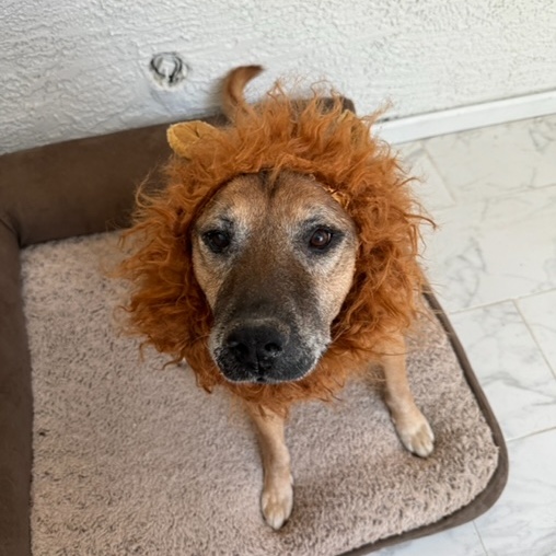 Enlarge Oso, a Adoptable mixed breed in Gilbert, AZ image 1/5